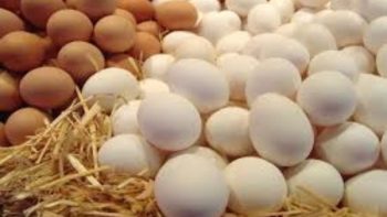 هبوط جديد.. سعر كرتونة البيض يهوى في المزارع والأسواق