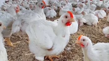 هل انخفض سعر كيلو الدواجن إلى 55 جنيهًا؟ الشعبة توضح