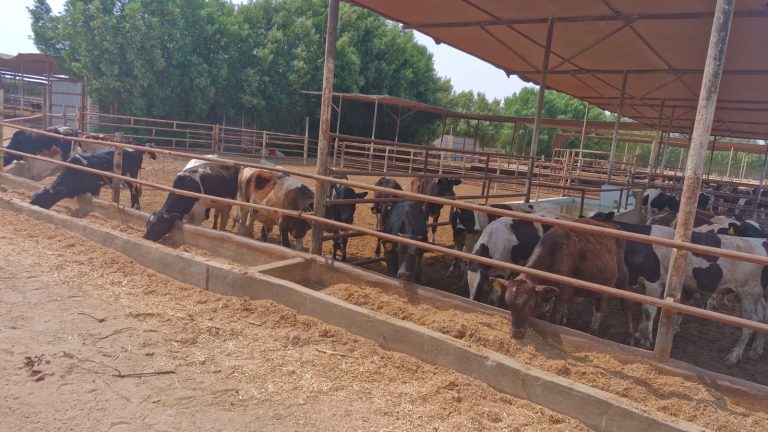 "وفرة المعروض" تهبط بأسعار اللحوم الحية والأضاحي إلى 185 جنيهاً للكيلو -جريدة المال