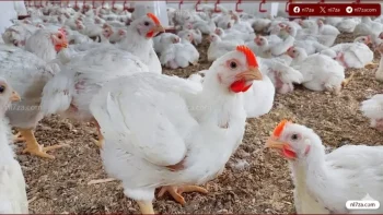 استقرار الدواجن والبيض مع زيادة المعروض بالأسواق