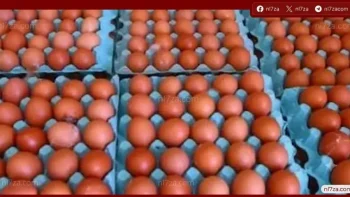 استقرار أسعار البيض اليوم مع تراجع الأحمر بالأسواق