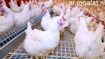 أسعار الفراخ البيضاء اليوم الأحد 21-6-2026 فى المنوفية – مقالات نيوز