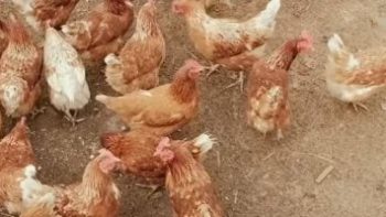 أسعار الفراخ البيضاء اليوم الاثنين 1-6-2026 فى المنوفية.. الكيلو بـ77 جنيها