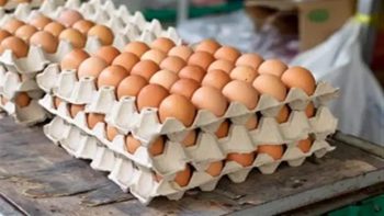 سعر كرتونة البيض الأبيض والأحمر والبلدي للمستهلك بعد التراجعات الأخيرة