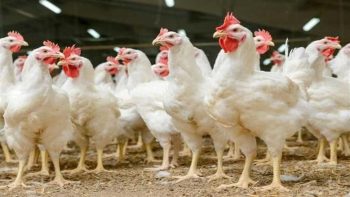 3 عوامل تتحكم بأسعار الفراخ البيضاء في بورصة الدواجن