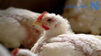 استقرار أسعار الفراخ اليوم الخميس 4 يونيو 2026.. البيضاء والساسو والبلدي في بورصة الدواجن