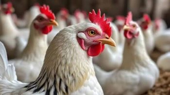 شعبة الدواجن: الفجوة بين سعر المزرعة ومحلات التجزئة لا تقل عن 25 جنيها
