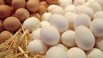 سعر طبق البيض فى البورصة اليوم الاثنين 22-6-2026