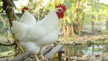 بورصة الدواجن اليوم السبت.. أسعار الفراخ البيضاء بعد الزيادة الأخيرة بالمزارع