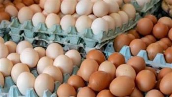 تعرف على سعر كرتونة البيض اليوم السبت 27 يونيو للمستهلك والجملة