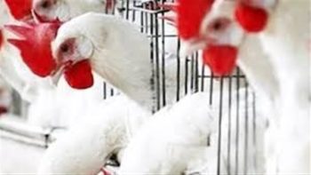 بورصة الدواجن اليوم الجمعة.. أسعار الفراخ البيضاء في الأسواق