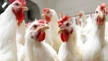 بورصة الدواجن اليوم.. أسعار الفراخ البيضاء