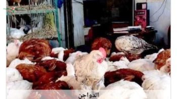 تعرف على أسعار الدواجن في أسوان اليوم الثلاثاء 2 يونيو 2026 وتطورات سوق الفراخ الآن