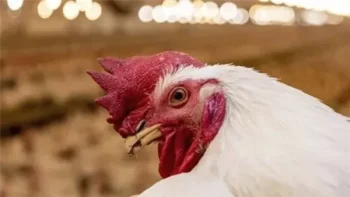 تعرف على أسعار الدواجن اليوم