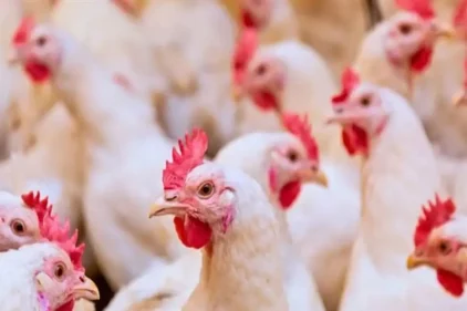 أسعار الدواجن اليوم الخميس.. تراجع 5 جنيهات للكيلو