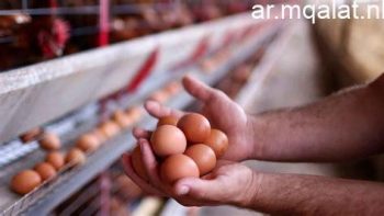 قفزة في أسعار بيض المائدة بالمزارع والأسواق اليوم الأربعاء – مقالات نيوز