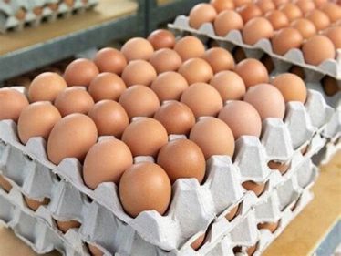 «منتجي الدواجن»: إنتاج البيض تجاوز الاكتفاء الذاتي بنسبة 40%.. فيديو – الأسبوع