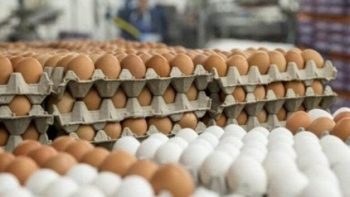 أسعار البيض اليوم الثلاثاء 16 يونيو 2026 – الأسبوع