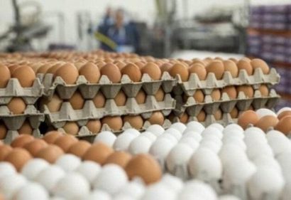 أسعار البيض اليوم الثلاثاء 16 يونيو 2026 – الأسبوع