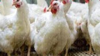 بورصة الدواجن.. استقرار أسعار الفراخ والكتاكيت اليوم الخميس