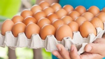 سعر كرتونة البيض اليوم الجمعة في بورصة الدواجن