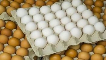 انخفاض البلدي 5 جنيهات، سعر كرتونة البيض اليوم السبت في بورصة الدواجن