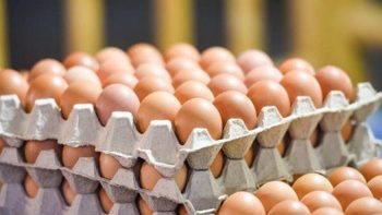 شعبة الثروة الداجنة تحذر من استمرار الانخفاضات في أسعار البيض