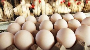 انخفاض الأبيض والأحمر، سعر كرتونة البيض اليوم الإثنين في بورصة الدواجن