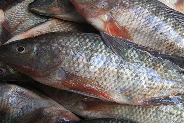 أسعار الأسماك اليوم الأحد 28 يونيو 2026 في سوق العبور