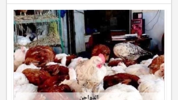 أسعار الدواجن في أسوان اليوم الثلاثاء 23-6-2026