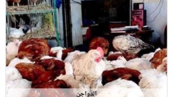 أسعار الدواجن في أسوان اليوم الثلاثاء 30-6-2026
