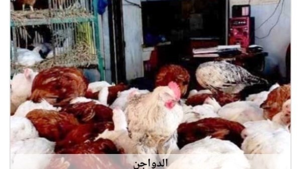 أسعار الدواجن في أسوان اليوم الثلاثاء 30-6-2026
