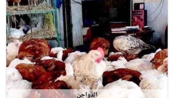 أسعار الدواجن في أسوان اليوم السبت 27-6-2026