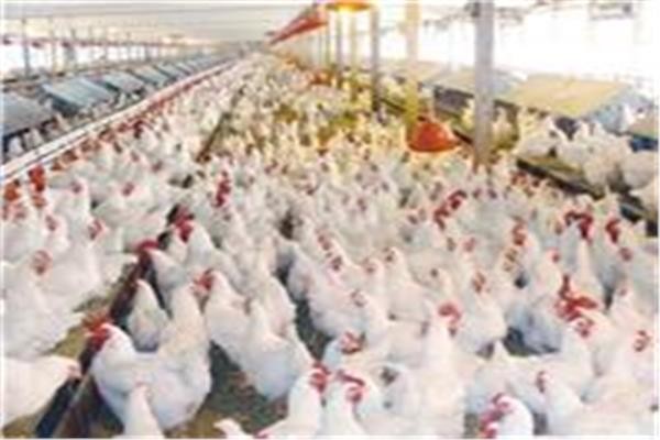 أسعار الفراخ اليوم الإثنين 1 يونيو 2026 في البورصة والأسواق