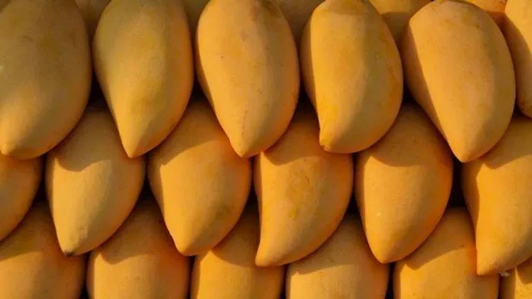 أسعار المانجو تتراوح بين 25 و50 جنيهًا للكيلو