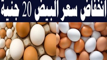 تراجع كبير في أسعار كرتونة البيض اليوم بالمزارع والأسواق المصرية