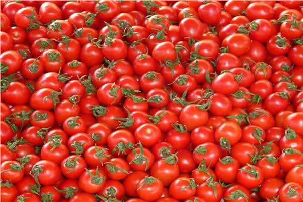 تراجع أسعار الطماطم في الأسواق مع زيادة المعروض.. وتوقعات بهبوط جديد