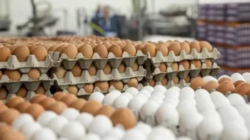 تراجع الطلب وزيادة المعروض وراء انخفاض أسعار البيض