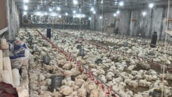 تراجع سعر كيلو الفراخ إلى 77 جنيها في أسواق كفر الشيخ الخميس