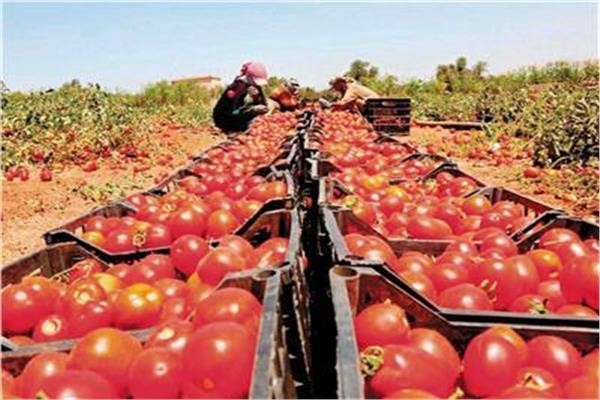 رئيس شعبة الخضروات: تراجع أسعار الطماطم إلى 20 جنيهًا للكيلو