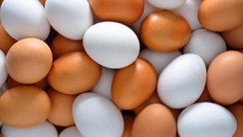 سعر طبق البيض بالقليوبية اليوم الإثنين 15 – 6 – 2026.. الأبيض بـ 80 جنيها