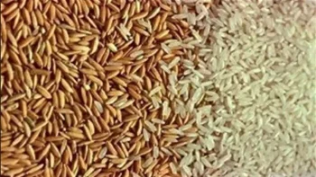 طن الحبة العريضة والرفيعة بكام؟.. سعر الأرز الشعير اليوم 2026