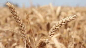 هبوط أسعار زيت الصويا والحبوب لأدنى مستوى بشهرين