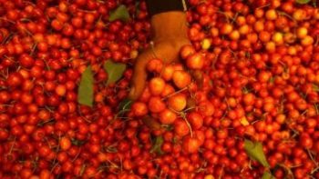 وزارة التموين تطرح الطماطم بمنافذ المجمعات الاستهلاكية.. اعرف الأسعار