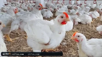 أسعار الدواجن اليوم السبت.. استقرار الفراخ البيضاء وتوافر الكميات بالأسواق