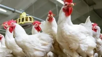 أسعار الفراخ اليوم في المنوفية الأحد 5-7-2026 تستقر مع ثبات الدواجن والبط في الأسواق