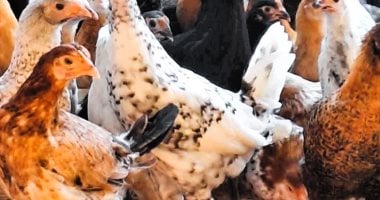 أسعار الدواجن في الأقصر اليوم السبت.. الفراخ البيضاء بـ 80 جنيها