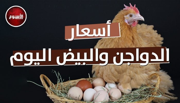 قبل ما تشتري.. أسعار الفراخ والبيض اليوم السبت 8 أغسطس في الأسواق – الأسبوع
