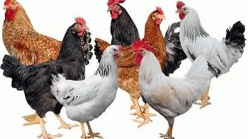 استقرار أسعار الدواجن اليوم السبت 4-7-2026 في الأسواق