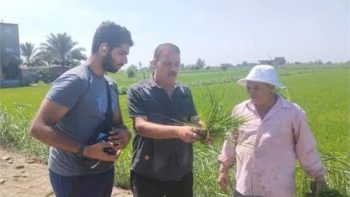 «الزراعة» تنفذ يوم حقل للنهوض بإنتاجية محصول الأرز
